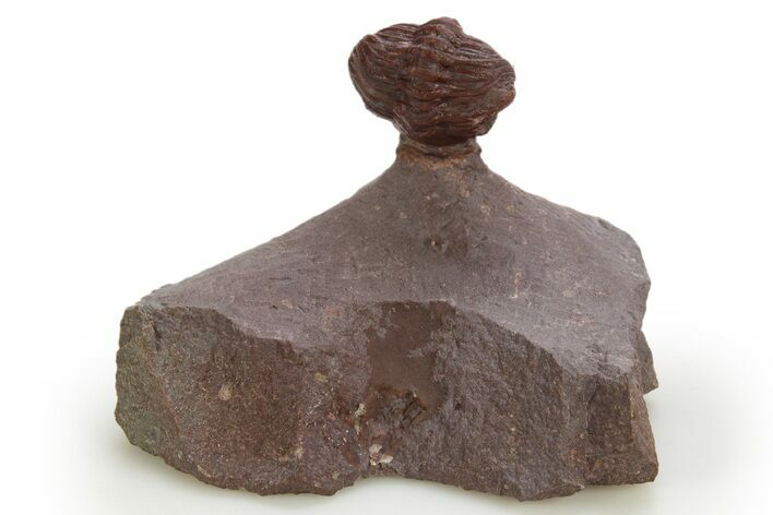 Enrolled Red Morocops Trilobite - Hmar Laghdad, Morocco #328627